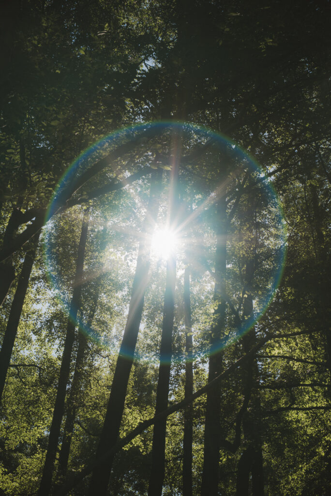 Słońce przebijające się przez drzewa