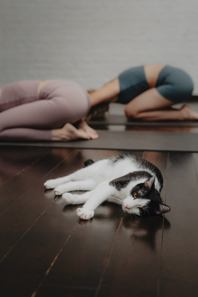 ćwiczące joginki i kot na pierwszym planie